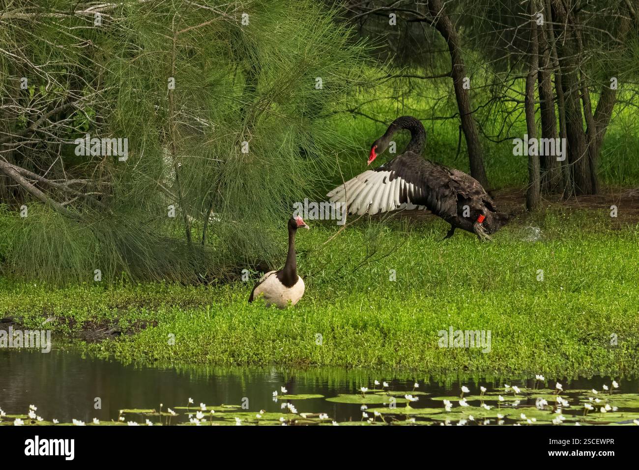 Cigno nero, Cygnus atratus che mostra un comportamento aggressivo verso l'uccello d'oca Magpie che protegge il suo nido e territorio, Gold Coast, Australia. Foto Stock