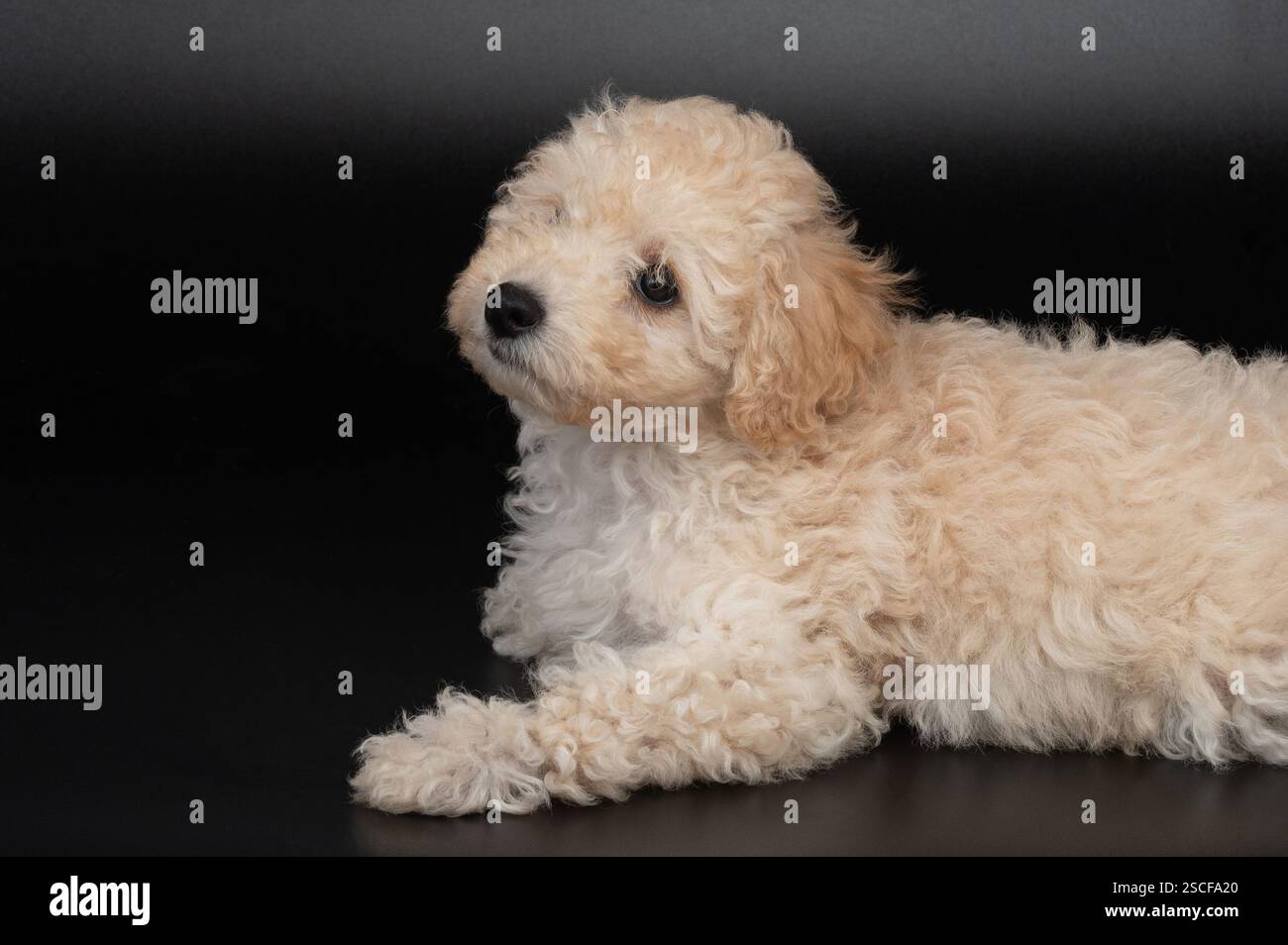 Adorabile cane da cucciolo con scarabeo soffice seduto su sfondo nero Foto Stock