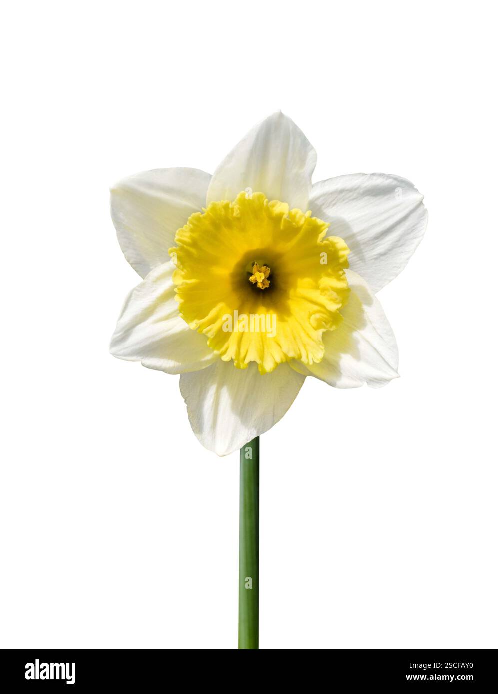 Fessura isolata di fiori di narcidi bianchi e gialli su bianco Foto Stock