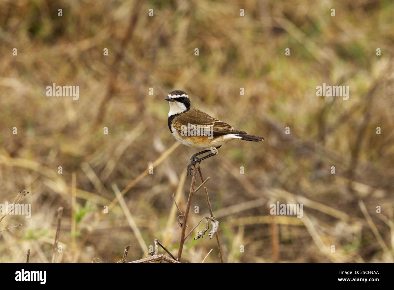 Un Wheatear chiuso (Oenanthe pileata) fotografato nella Ngorongoro Conservation area, cratere di Ngorongoro, Tanzania, Africa Foto Stock