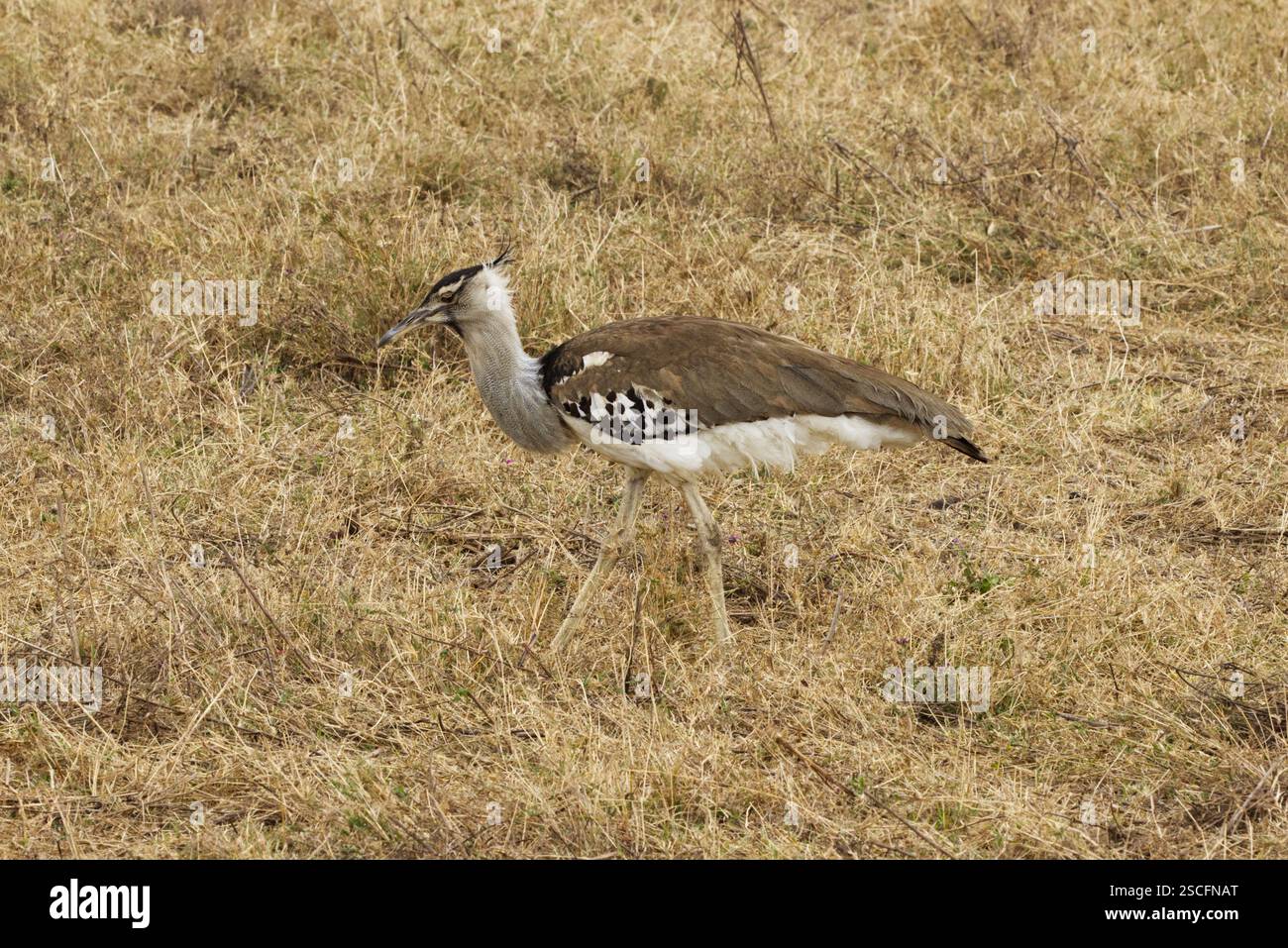 Un Kori Bustard (Ardeotis kori) fotografato nella Ngorongoro Conservation area, cratere di Ngorongoro, Tanzania, Africa Foto Stock