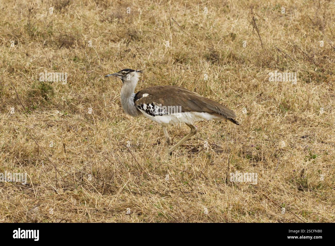 Un Kori Bustard (Ardeotis kori) fotografato nella Ngorongoro Conservation area, cratere di Ngorongoro, Tanzania, Africa Foto Stock