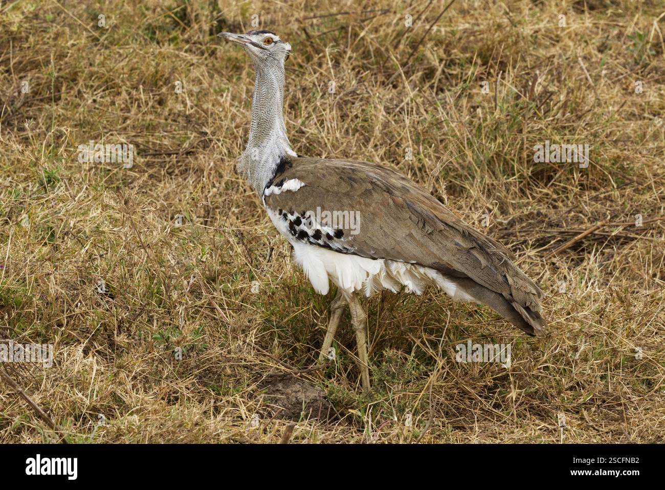 Un Kori Bustard (Ardeotis kori) fotografato nella Ngorongoro Conservation area, cratere di Ngorongoro, Tanzania, Africa Foto Stock