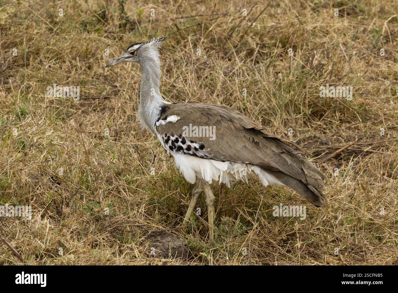 Un Kori Bustard (Ardeotis kori) fotografato nella Ngorongoro Conservation area, cratere di Ngorongoro, Tanzania, Africa Foto Stock