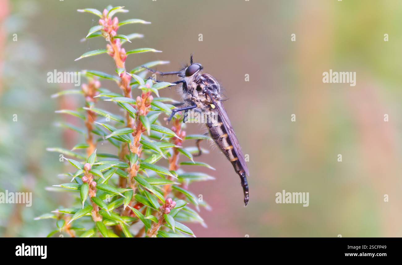 Primo piano immagine macro della specie Cerdistus Robber mosca che riposa sulla pianta, Mount Wellington, Hobart, Tasmania, Australia Foto Stock