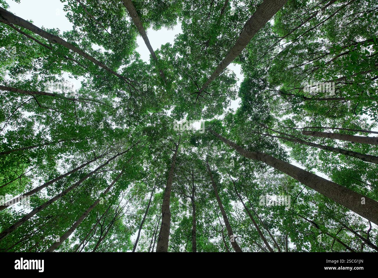 Foresta densa fotografata da un angolo verso l'alto Foto Stock