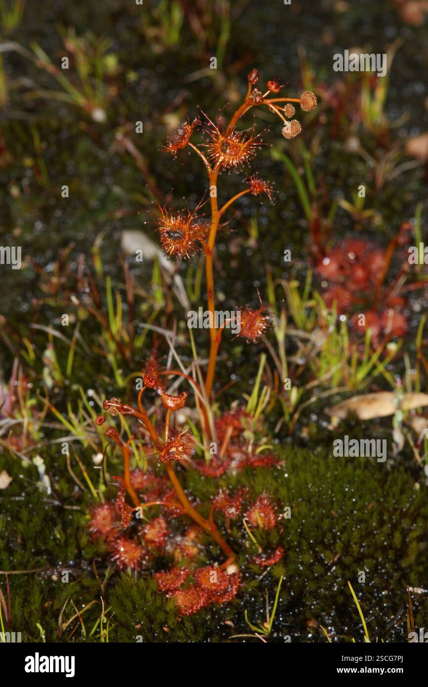 Pianta della rugiada carnivora Drosera yilgarnensis con rosetta basale e boccioli di fiori, Hyden, Australia occidentale Foto Stock