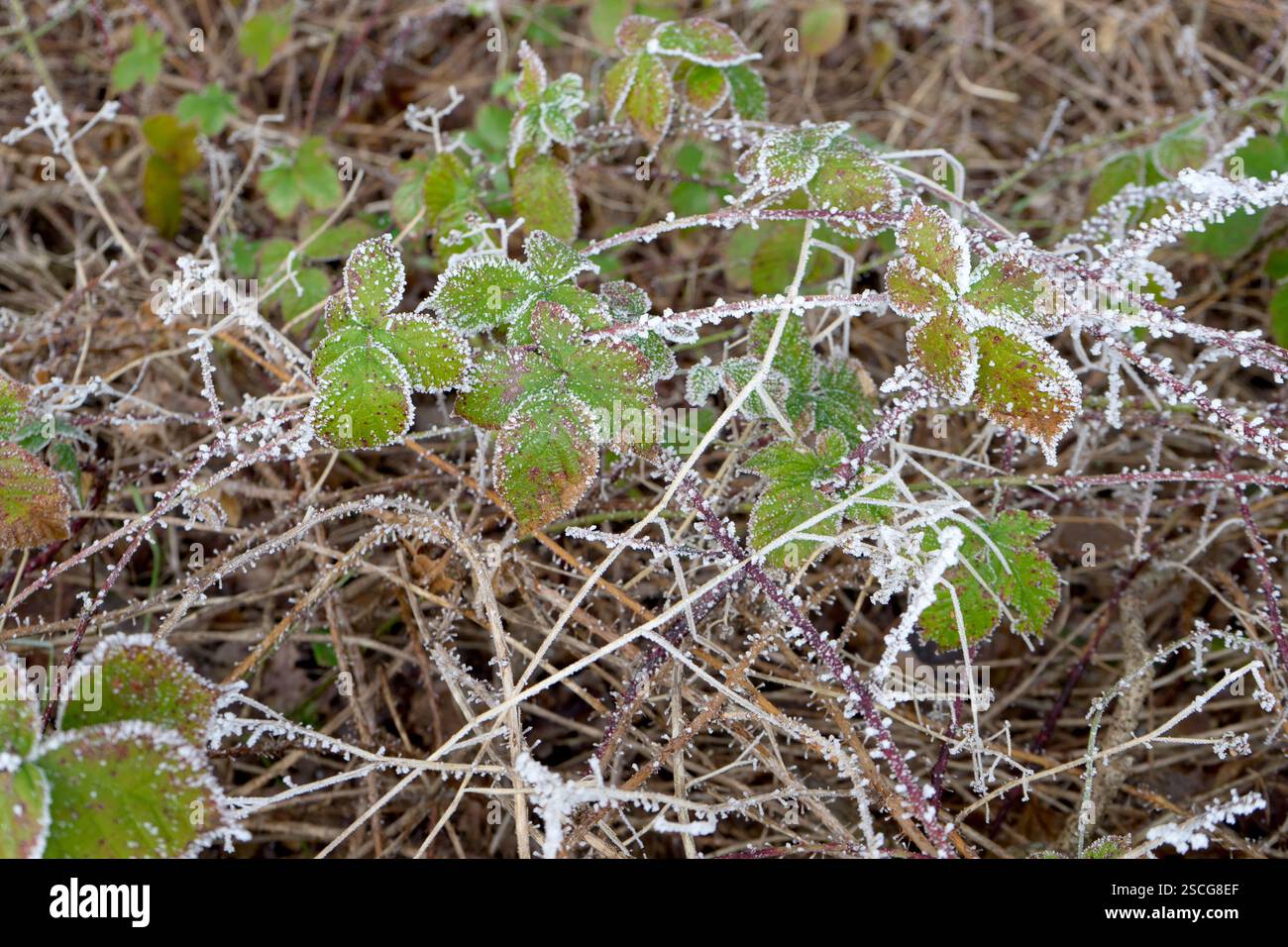 Selvaggia cespuglio di mora in inverno con hoarfrost Foto Stock