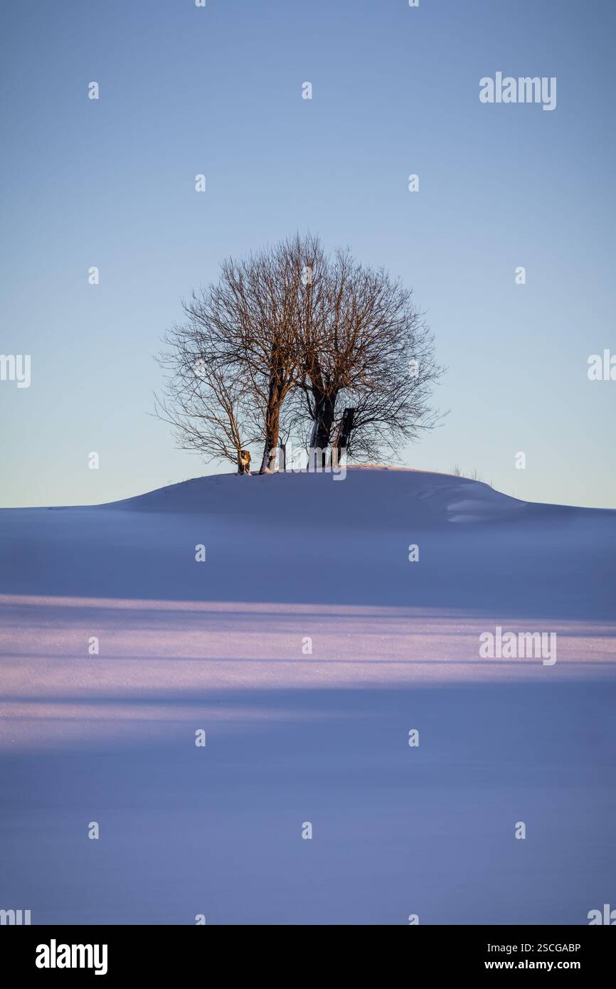 La luce dorata bacia gli alberi carichi di neve mentre il sole svanisce. Una sinfonia invernale di calore e freddo, dove rami brillano e ombre si estendono sul bianco. Foto Stock