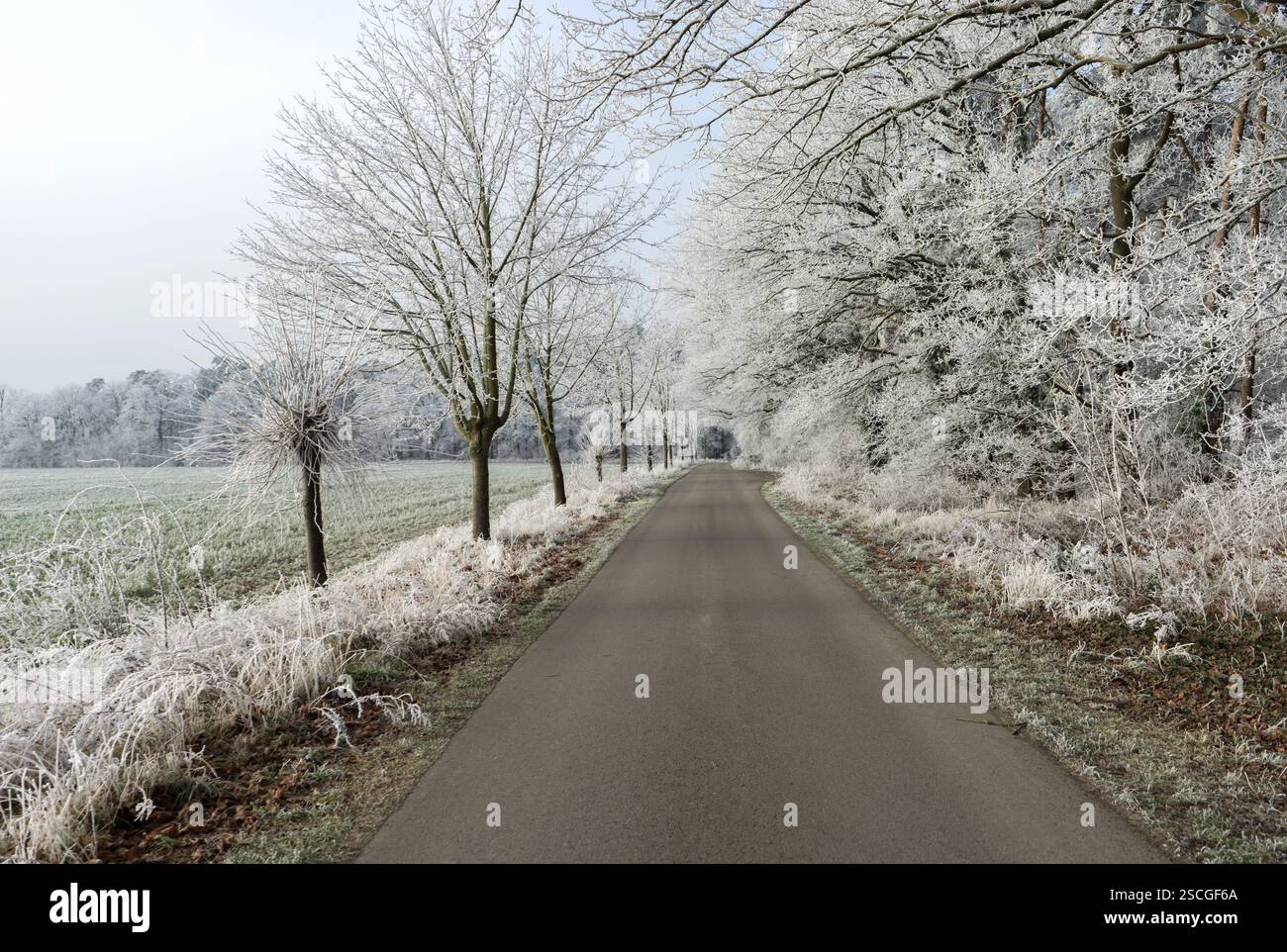 Strada ai margini della foresta in inverno Foto Stock