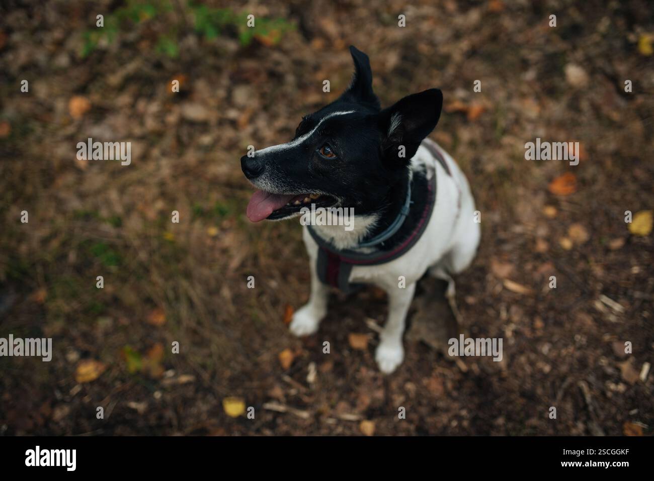 Un cane ben educato che aspetta pazientemente il comando del suo proprietario Foto Stock