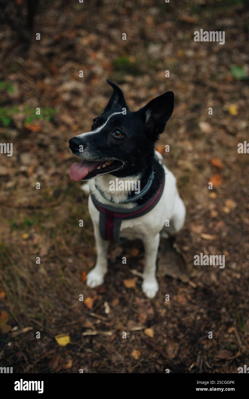 Un cane ben educato che aspetta pazientemente il comando del suo proprietario Foto Stock