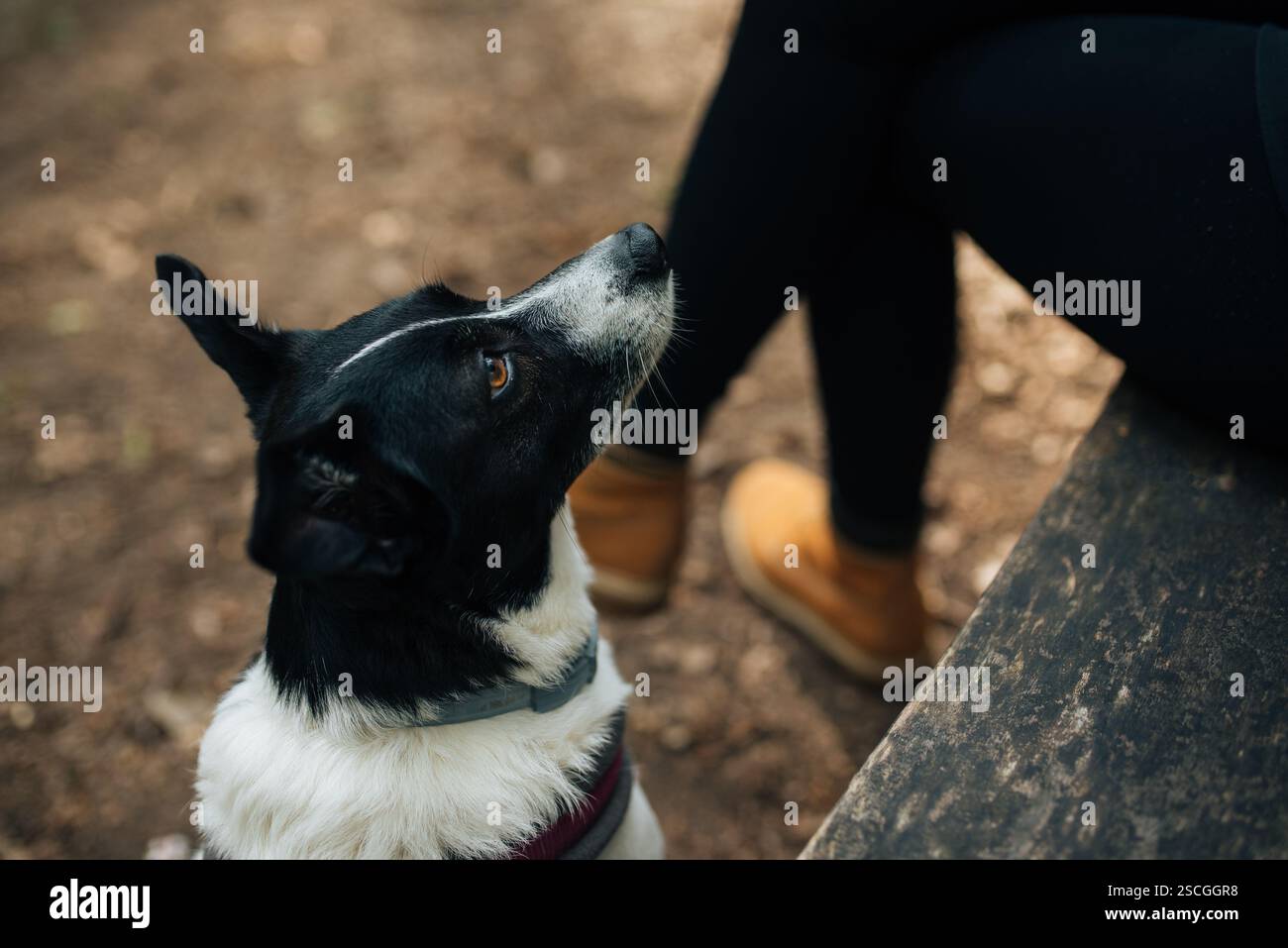 Un cane ben educato che aspetta pazientemente il comando del suo proprietario Foto Stock