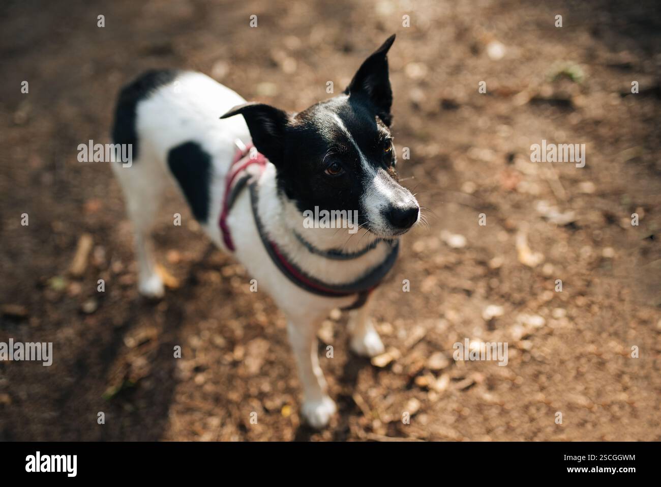 Un cane ben educato che aspetta pazientemente il comando del suo proprietario Foto Stock