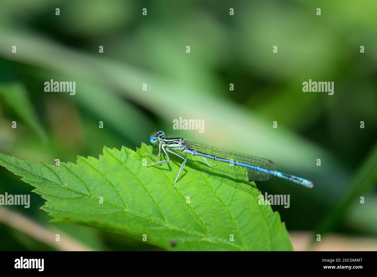 Una damselfly blu Platycnemis pennipes che riposa su una pianta, giorno di sole in estate Engelhartstetten Austria Foto Stock