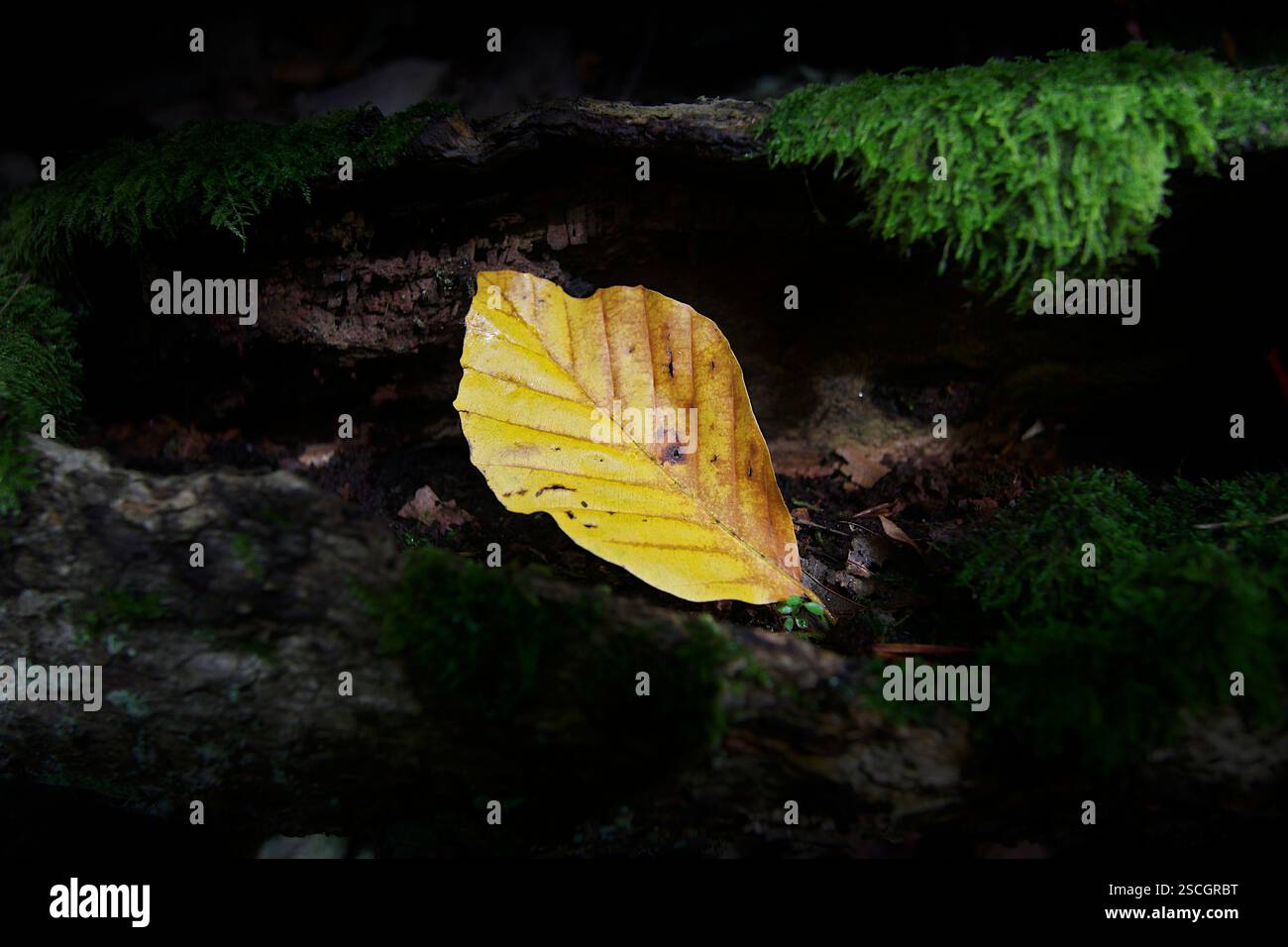 Foglie gialle cadute nel terreno della foresta. Gelbes Blatt auf Waldboden a Schöner Moos Atmosphäre Foto Stock