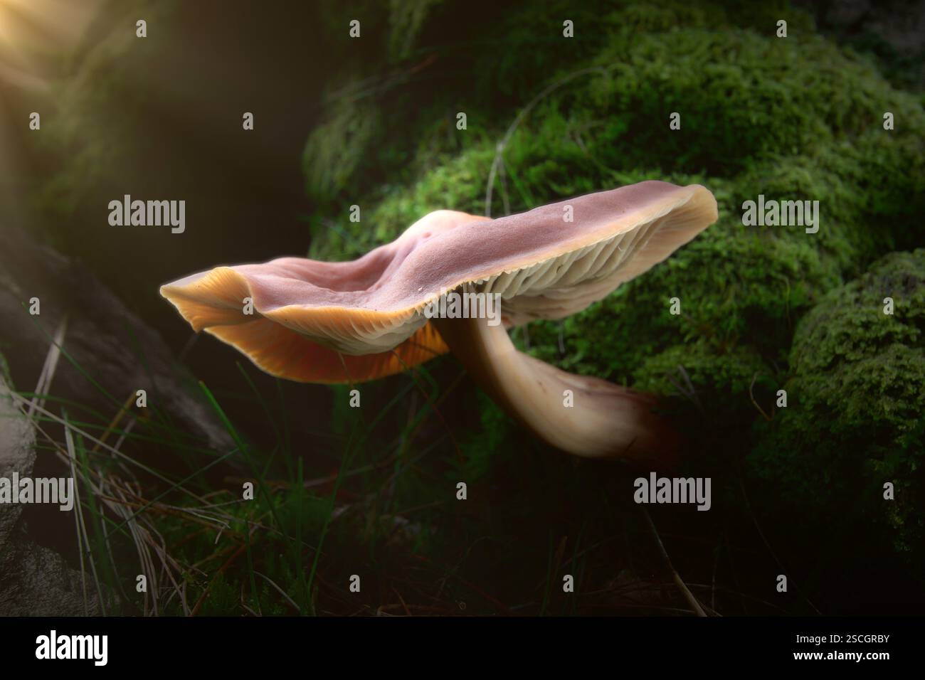 Big Forest Mushroom di fronte al muschio. Schöner einzelner Pilz im Wald vor Moos. Foto Stock