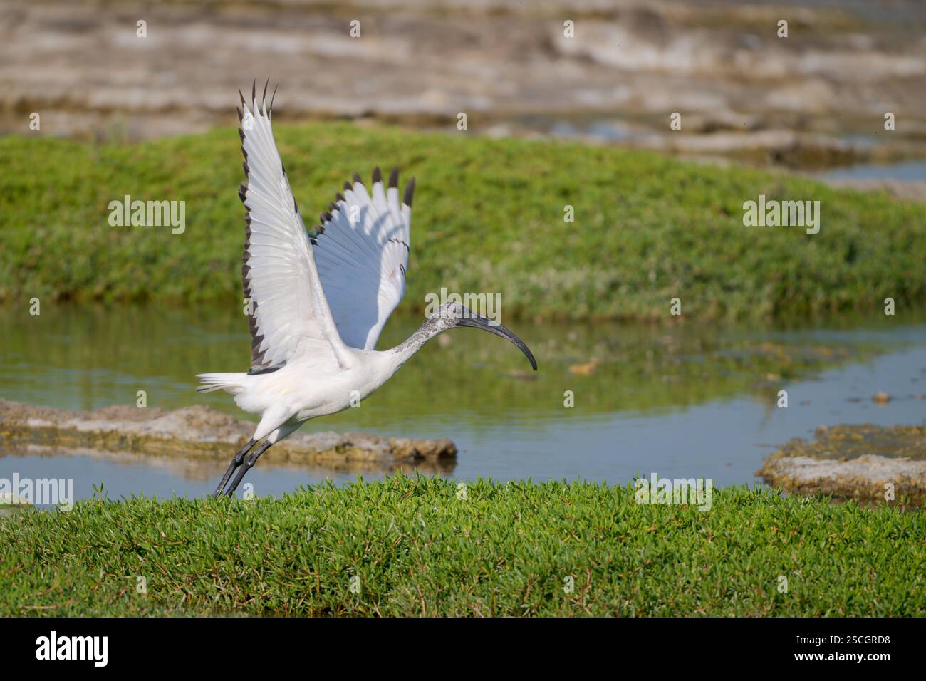 Un Ibis Sacro Africano (Threskiornis aethiopicus), con le sue ali alzate, è pronto a decollare in cielo dal bordo di un lago presso i laghi di al Qudra i. Foto Stock