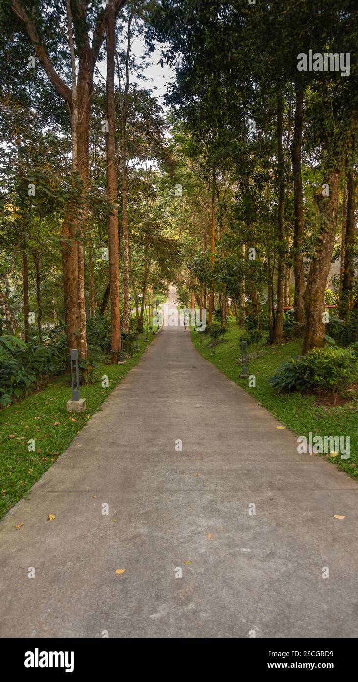 Un bellissimo sentiero alberato in cemento che risplende nella luce dorata del mattino. Foto Stock