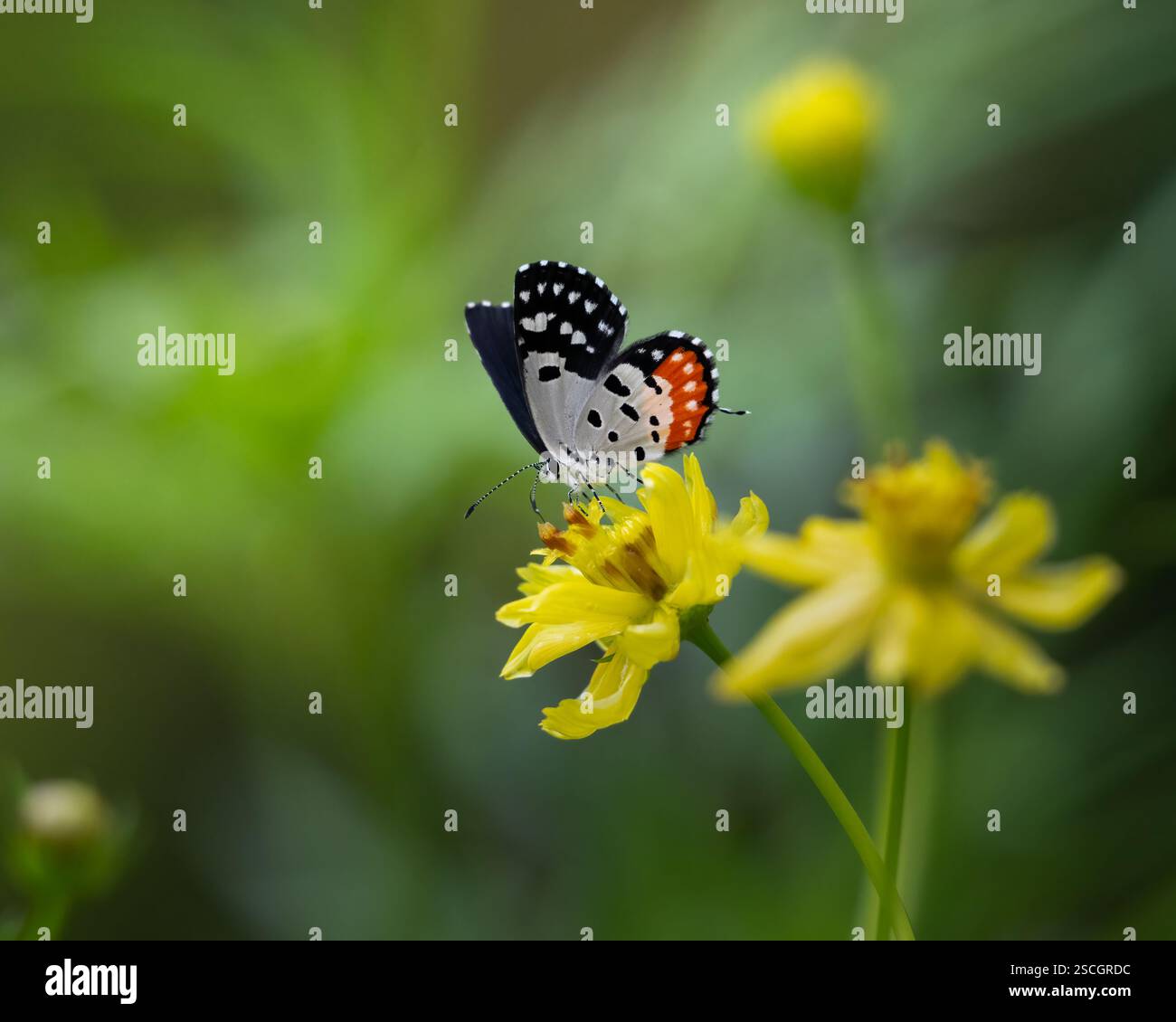 Un Pierrot rosso (Talicada nyseus), che si nutre di alcuni fiori gialli nel giardino. Una piccola ma impressionante farfalla trovata nel subcontinente indiano e Sou Foto Stock