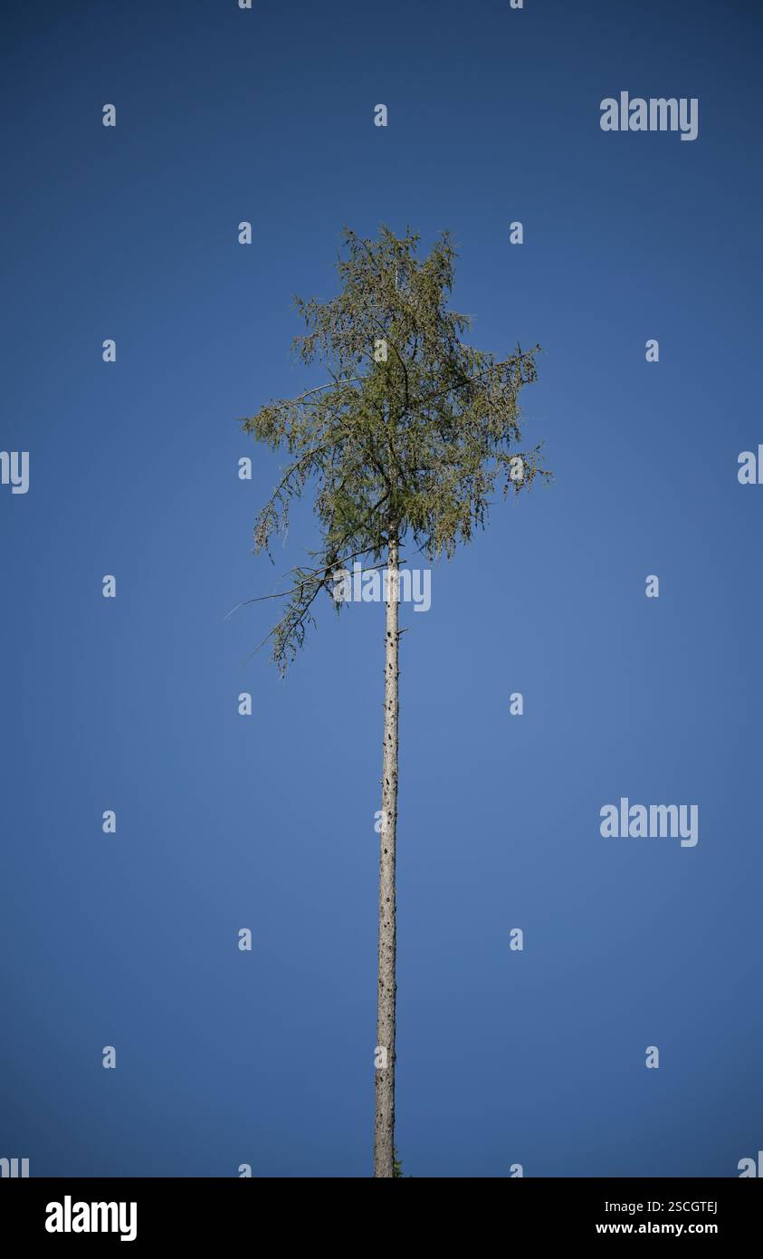 Einsame trockene Tanne im Wald nahe Orscholz bei Mettlach, Saarland, Deutschland Foto Stock