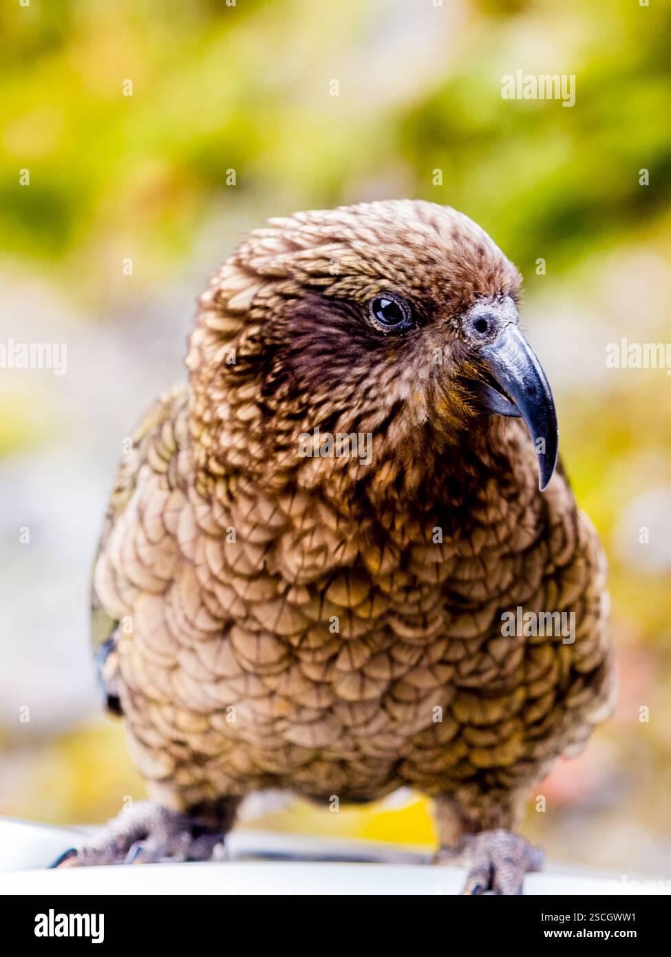 Kea - pappagallo in nuova Zelanda Foto Stock