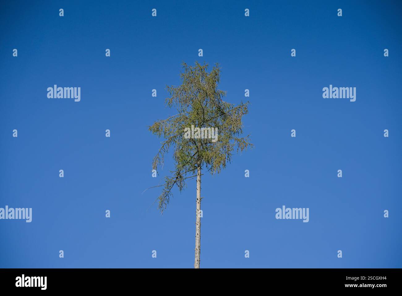 Einsame trockene Tanne im Wald nahe Orscholz bei Mettlach, Saarland, Deutschland Foto Stock