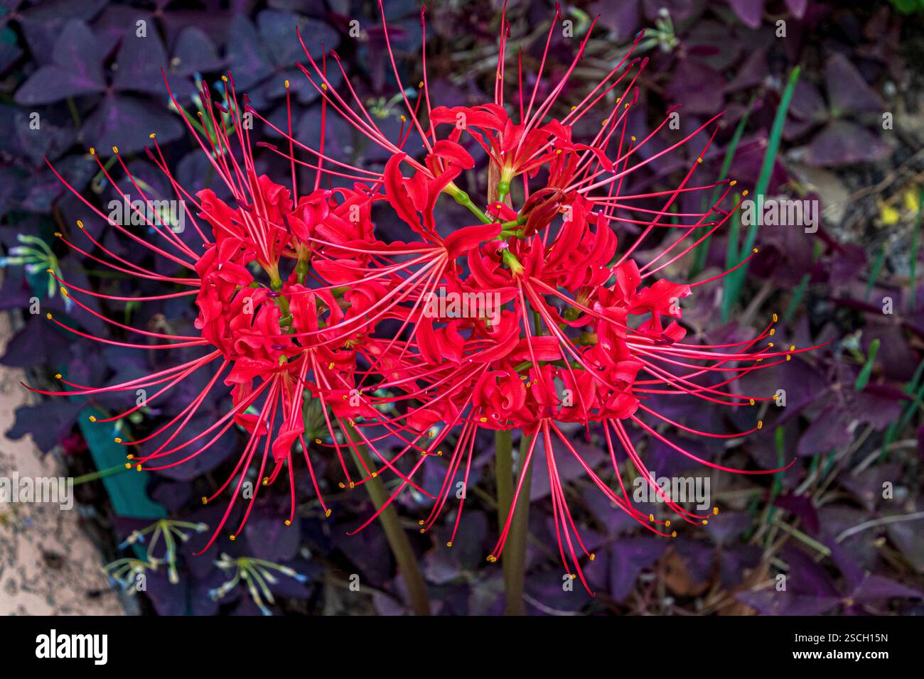 Lycoris radiata, giglio di ragno rosso, fiore di equinozio, fiore dell'inferno, giglio magico rosso Foto Stock