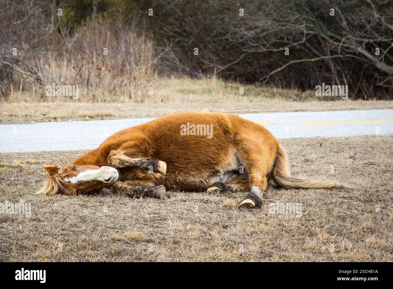Il cavallo giace a terra, forse malato. Vista triste. Foto Stock