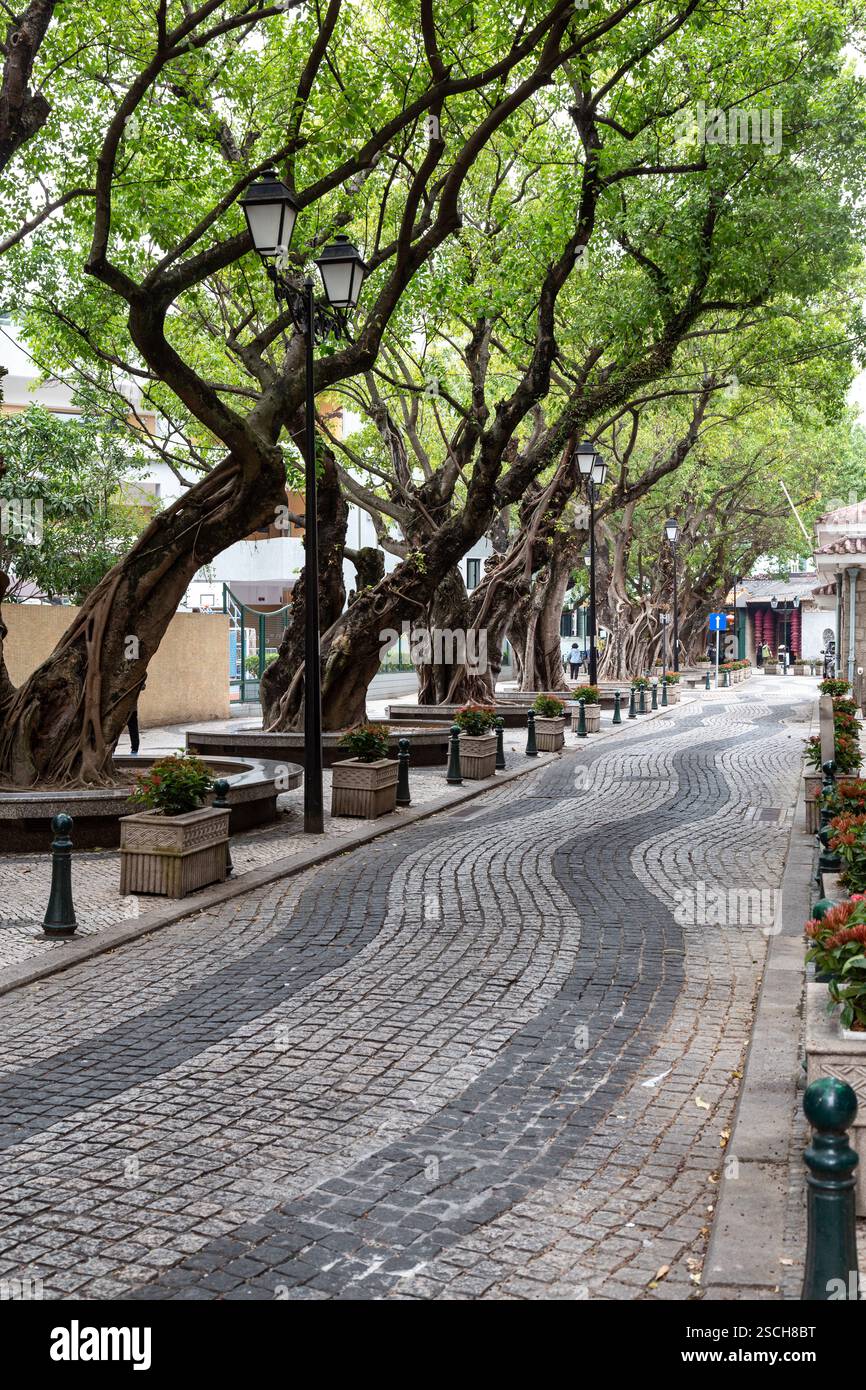 Strada acciottolata ombreggiata da numerosi alberi lussureggianti Foto Stock