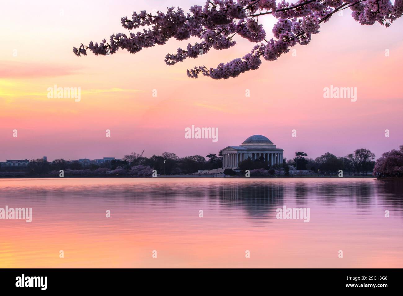 I fiori di ciliegio fioriscono sulla piscina riflettente del Lincoln Memorial all'alba. Foto Stock