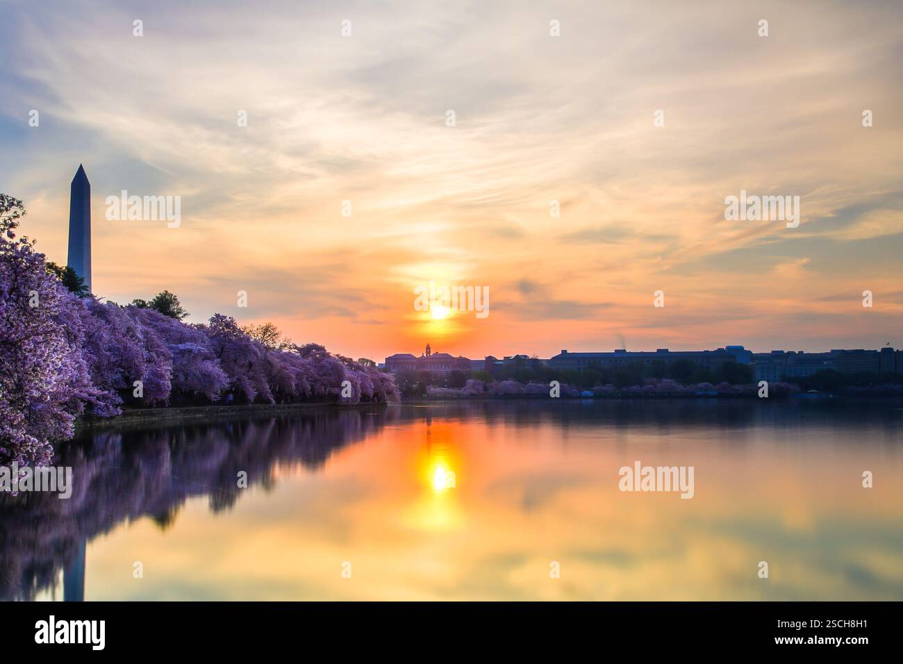 Alba sui ciliegi in fiore e sul monumento a Washington. Bella scena primaverile. Foto Stock
