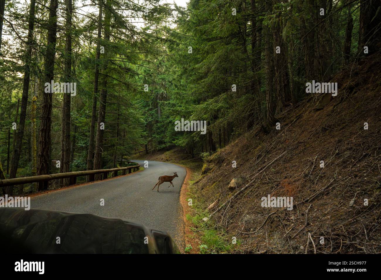 Un cervo attraversa la strada su Orcas Island, Washington Foto Stock