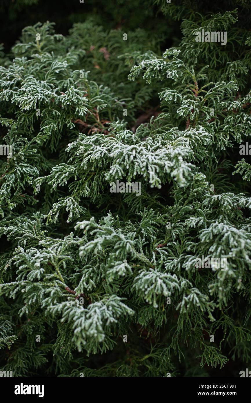 Arbusto ghiacciato nel giardino d'inverno Foto Stock