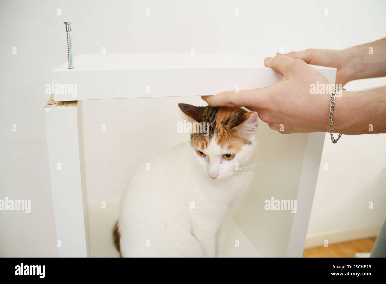 Un uomo corto e irriconoscibile assembla nuovi mobili mentre un curioso gatto bianco e arancione siede all'interno della struttura incompleta, osservando il processo. Foto Stock