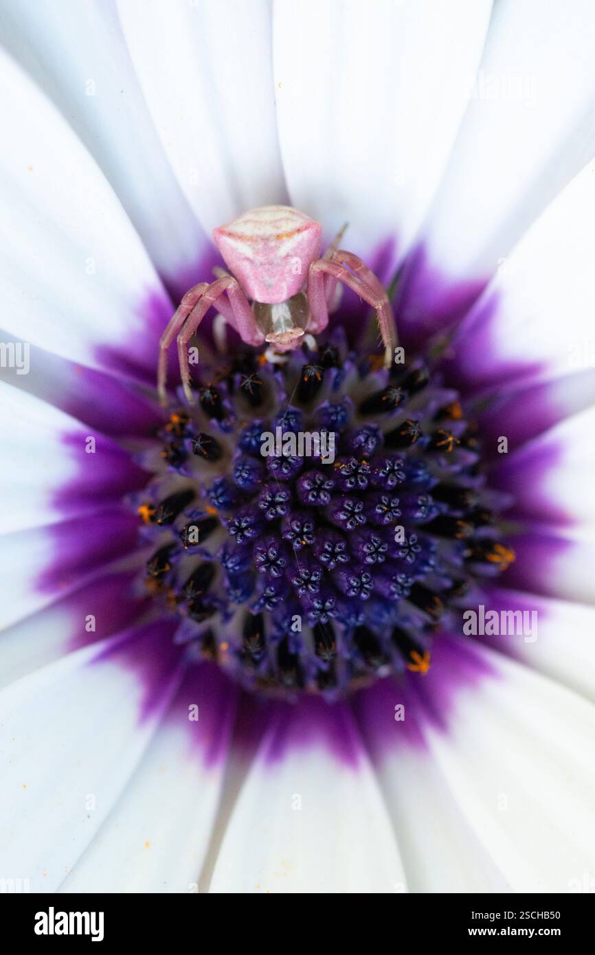 Un ragno di granchio rosa si trova al centro di una margherita africana, l'Osteospermum, che si mescola perfettamente con i petali viola e bianchi. Questa acquisizione macro Foto Stock