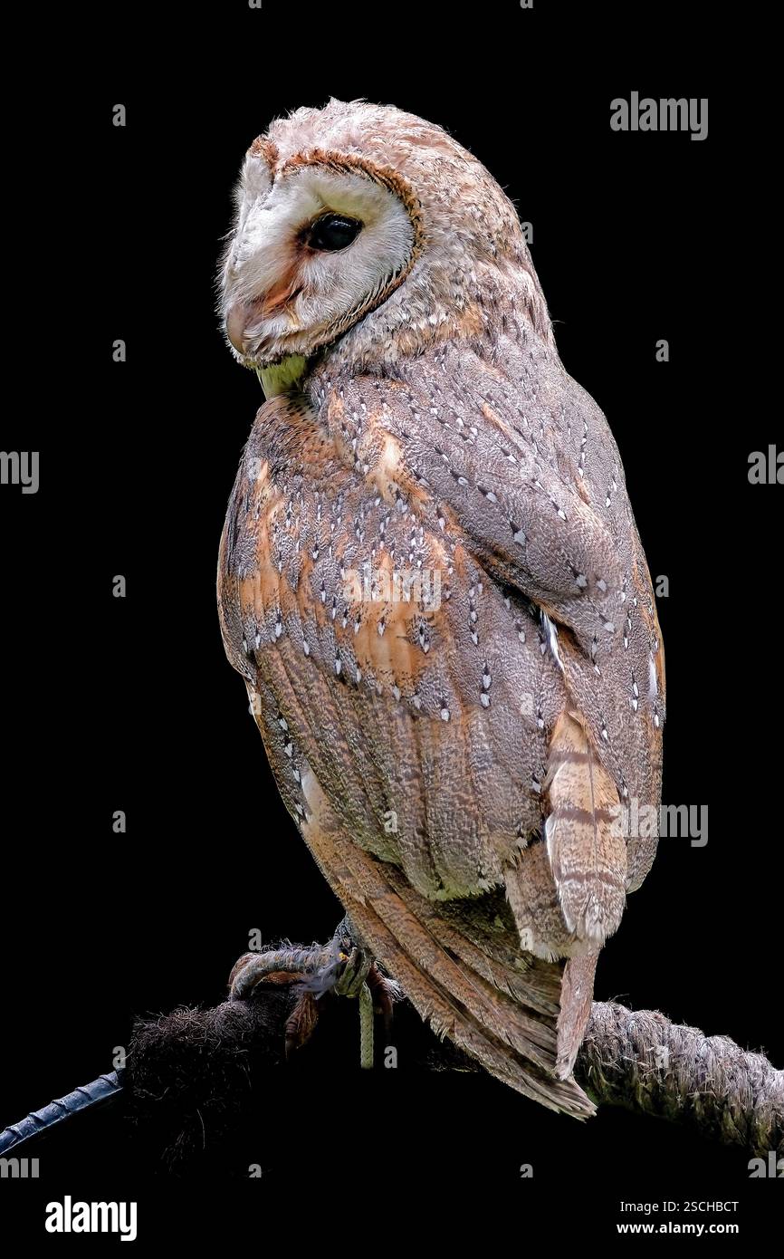 Ritratto del gufo del fienile occidentale su sfondo nero Foto Stock
