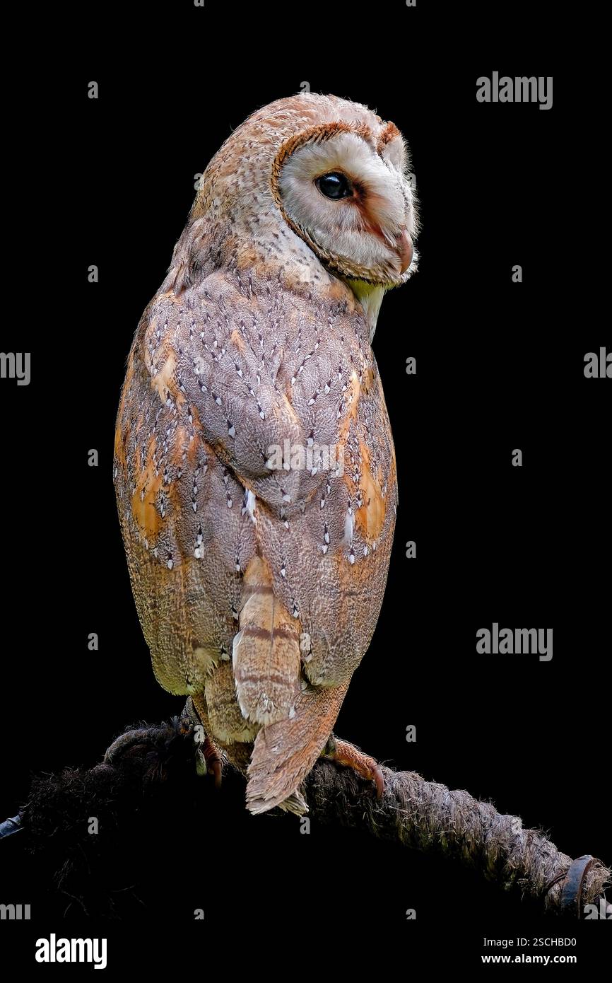 Ritratto del gufo del fienile occidentale su sfondo nero Foto Stock