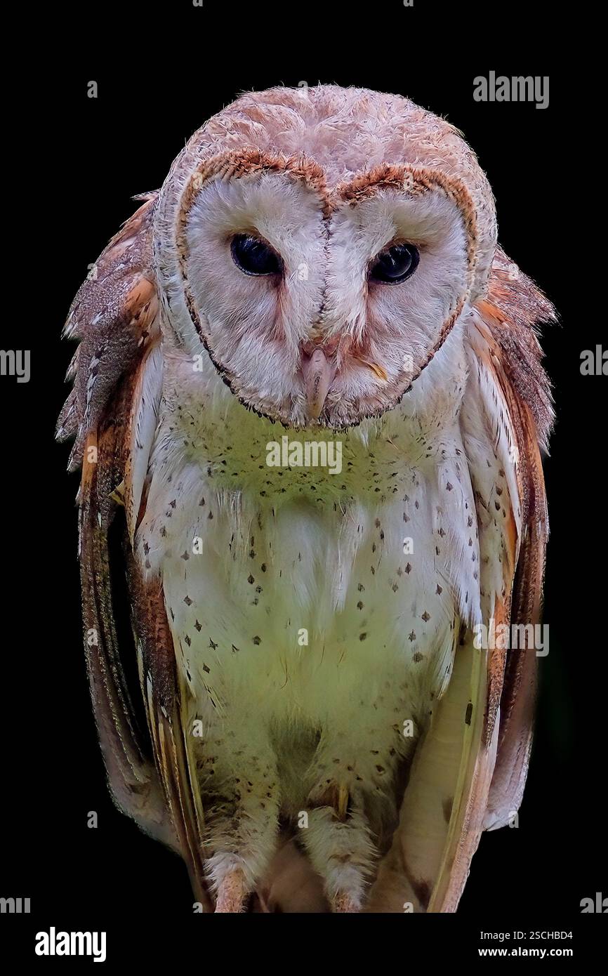 Ritratto del gufo del fienile occidentale su sfondo nero Foto Stock