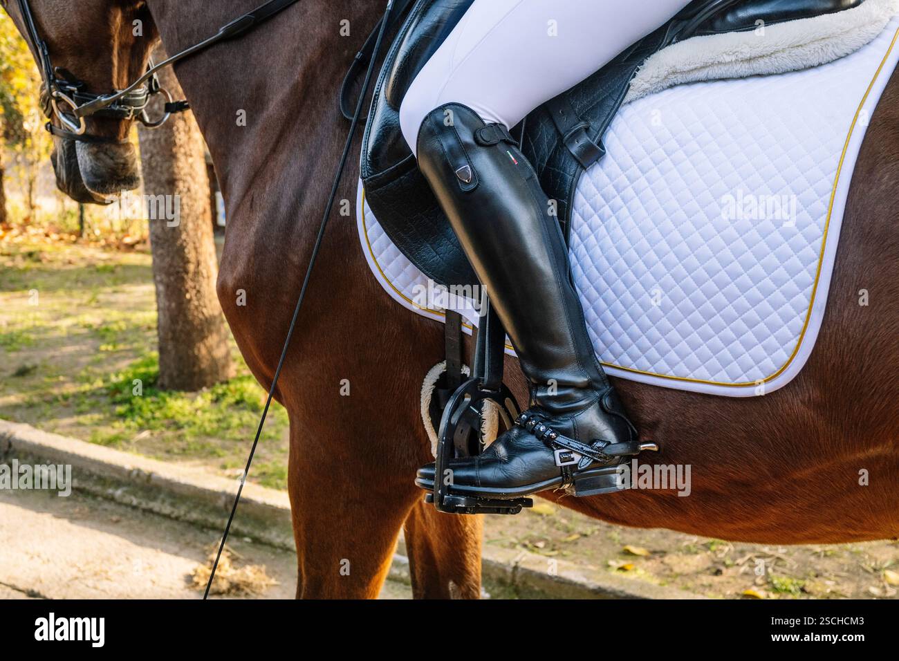 Rider con stivali in pelle nera e pantaloni bianchi si siede su un cavallo da baia, mostrando la classica tradizione del dressage. La sottosella trapuntata bianca completa il Foto Stock