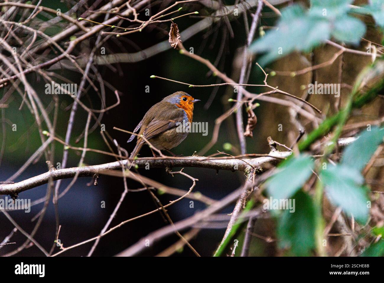 Un robin (Erithacus rubecula) appollaiato su un ramo Foto Stock