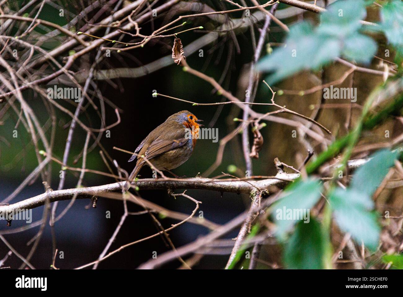 Un robin (Erithacus rubecula) appollaiato su un ramo Foto Stock