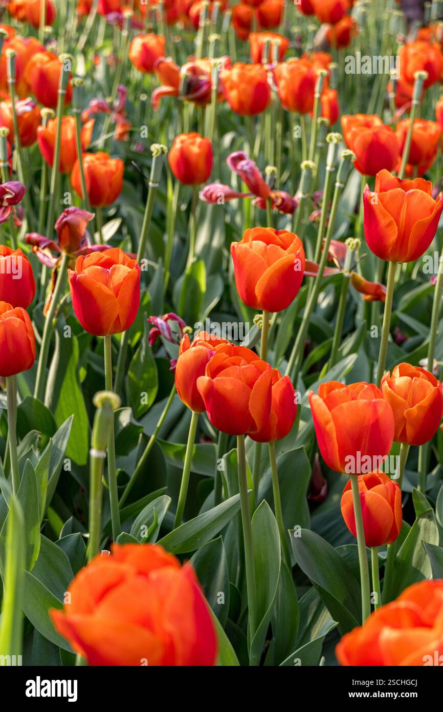 Una vista ravvicinata dei tulipani arancioni illuminati dalla luce del sole. Le foglie verdi fresche offrono un contrasto vivido con i petali ardenti. Foto Stock