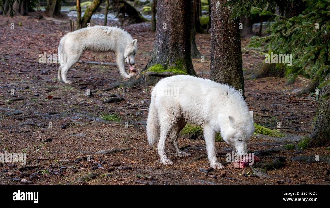 Due lupi artici vagano in una foresta; uno si nutre di carne mentre l'altro esplora i dintorni smorzati dal fogliame sparso. Foto Stock