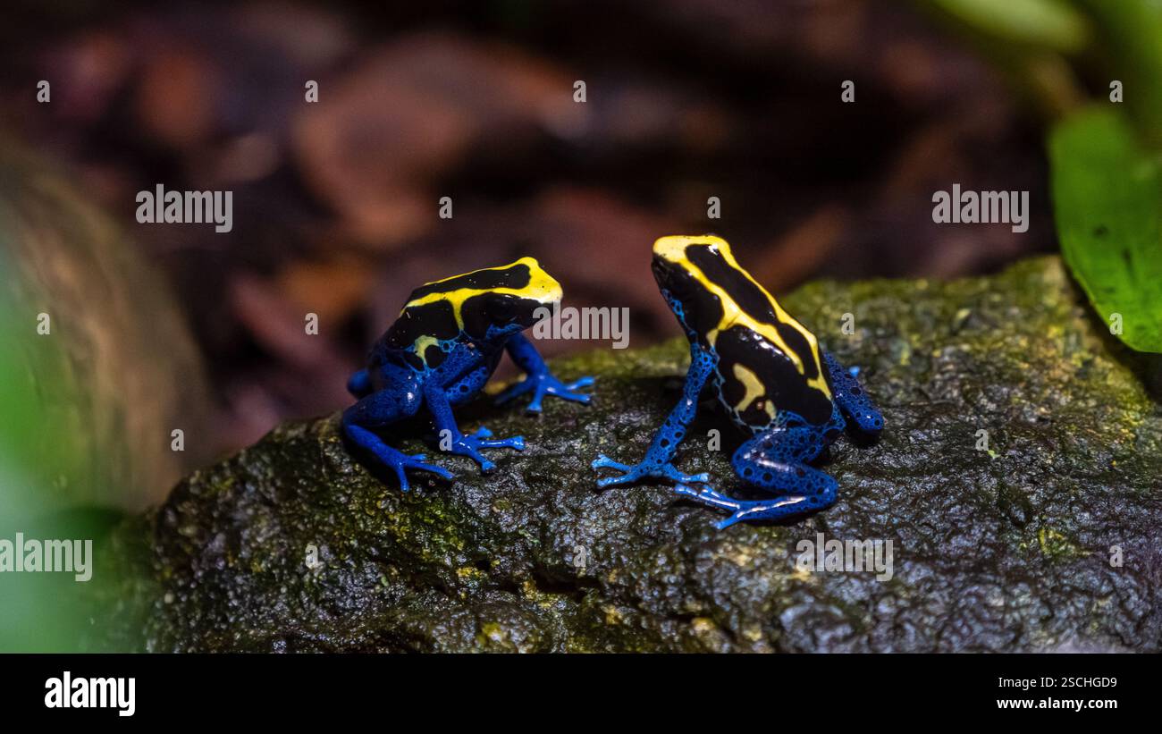 Due rane velenose (Dendrobates tinctorius) che mostrano colori blu e giallo vibranti, arroccate su una roccia boschiva inumidita. Foto Stock