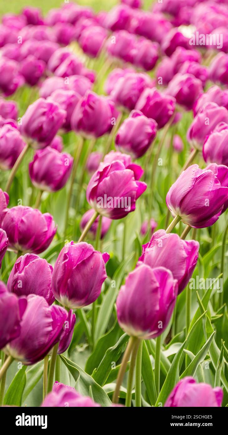 Un lussureggiante campo di tulipani rosa in piena fioritura, che ondeggiano delicatamente sotto la calda luce del sole. I tulipani creano un'esposizione vivace e colorata di b naturale Foto Stock