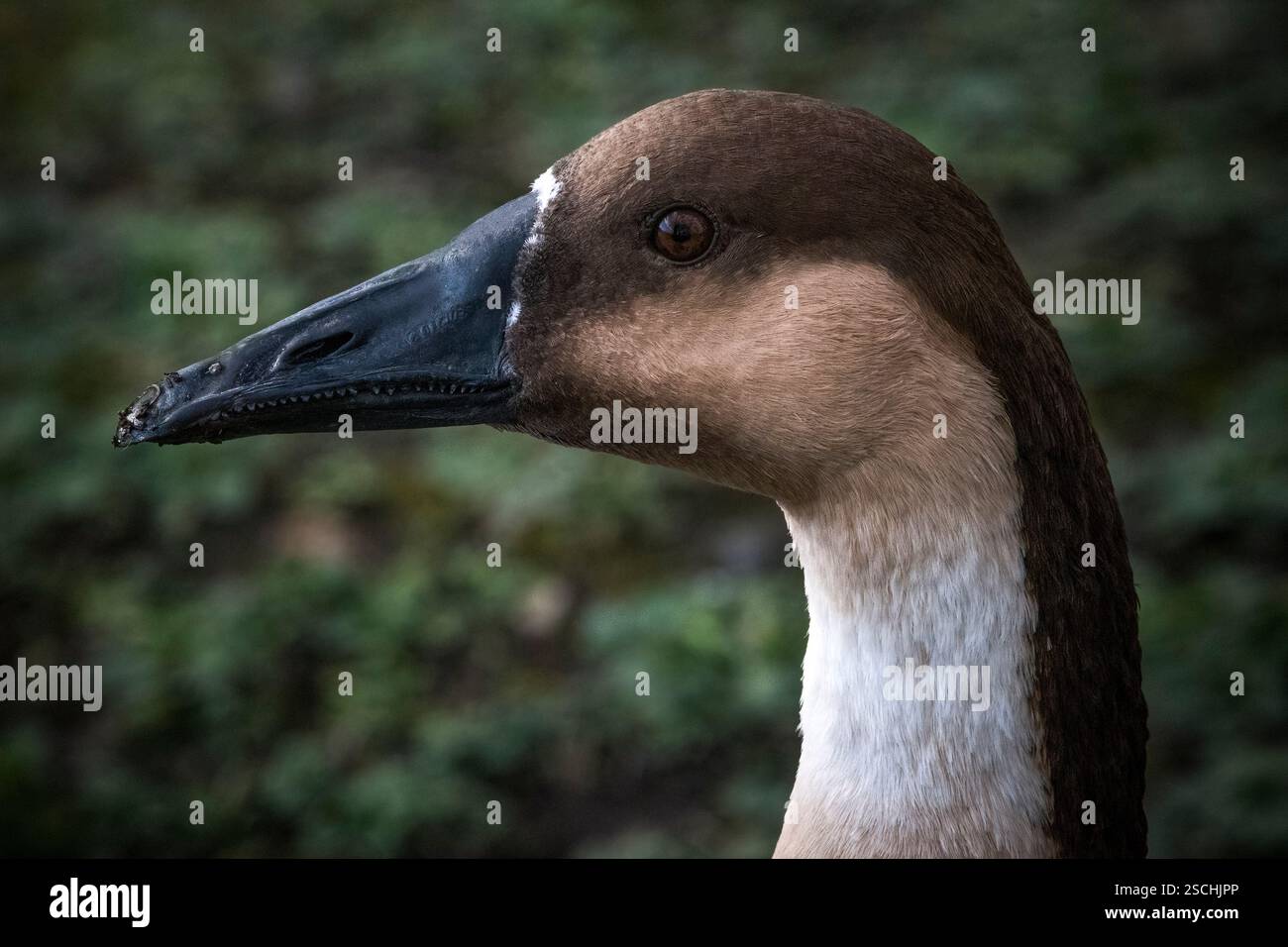 Ritratto dell'oca cigno nel profilo che mostra i dettagli del becco Foto Stock