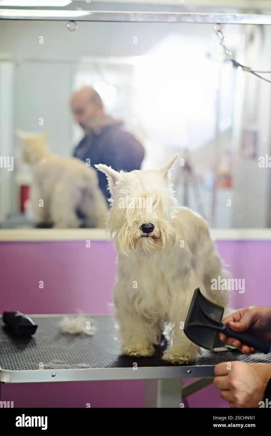 Il cane bianco in miniatura schnauzer sta per essere spazzolato al salone di cura del corpo Foto Stock