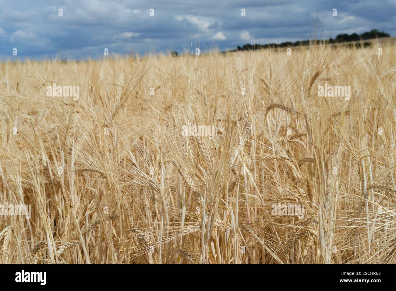 Orzo maturo Hordeum Gramineae raccolto su terreni agricoli durante l'estate, Regno Unito. Foto Stock