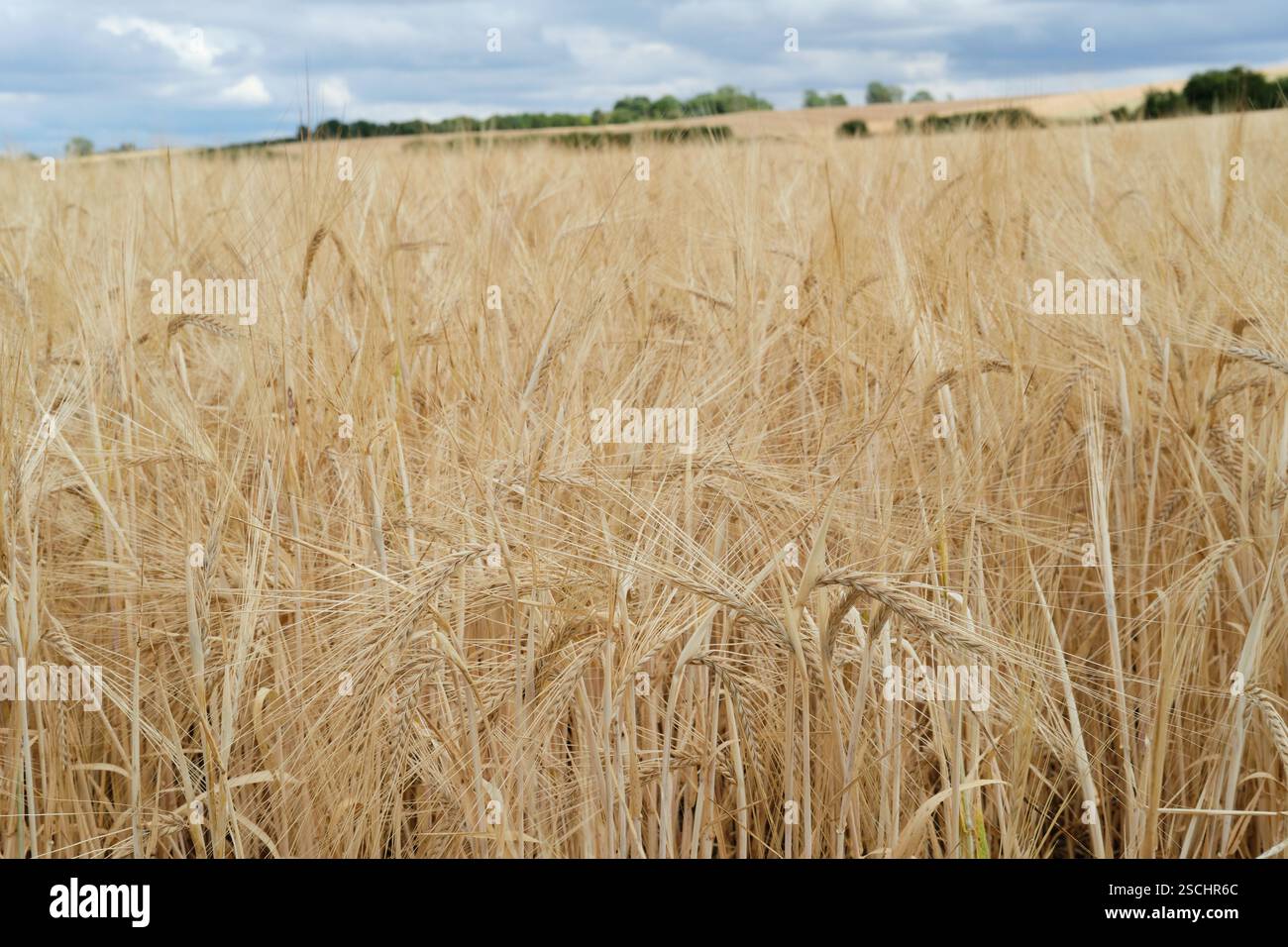 Orzo maturo Hordeum Gramineae raccolto su terreni agricoli durante l'estate, Regno Unito. Foto Stock